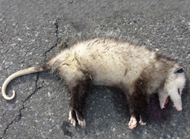 Virginia Opossum